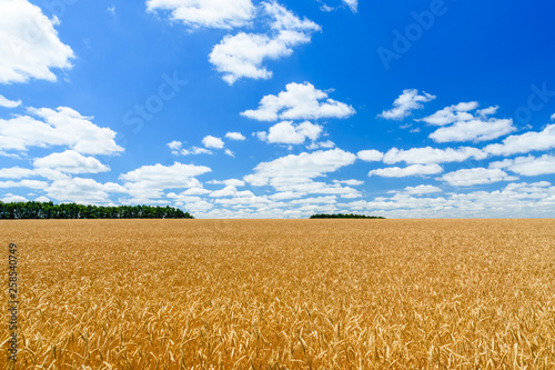 Field of the ripe yellow wheat under blue sky and clouds