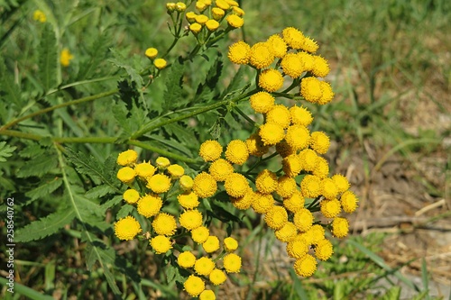 Yellow tansy flowers on the meadow, closeup