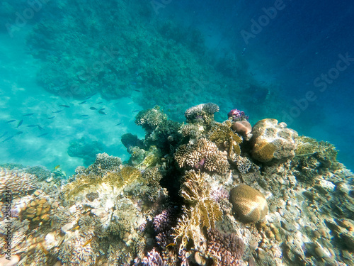 Underwater photography of coral reefs in the red sea. Clear blue water, beautiful corals. Natural natural background. Place to insert text. The theme of tourism and travel.
