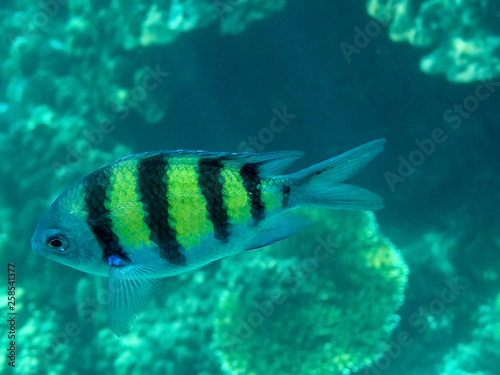 The Sergeant Major or píntano (Abudefduf saxatilis, family Pomacentridae) fish photo