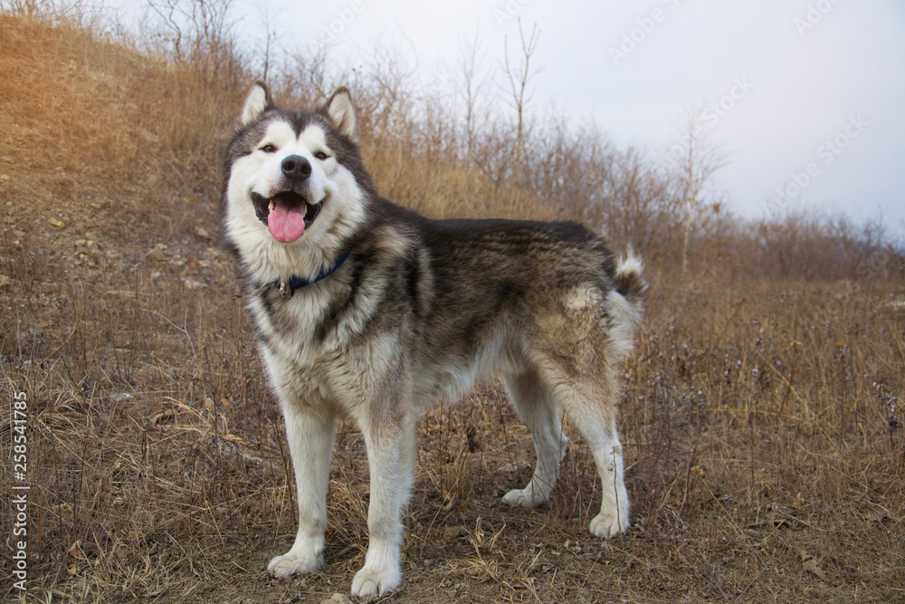 Big Alaskan Malamute standing on a ground and looking straight in camera with tongue out. Early spring or fall.