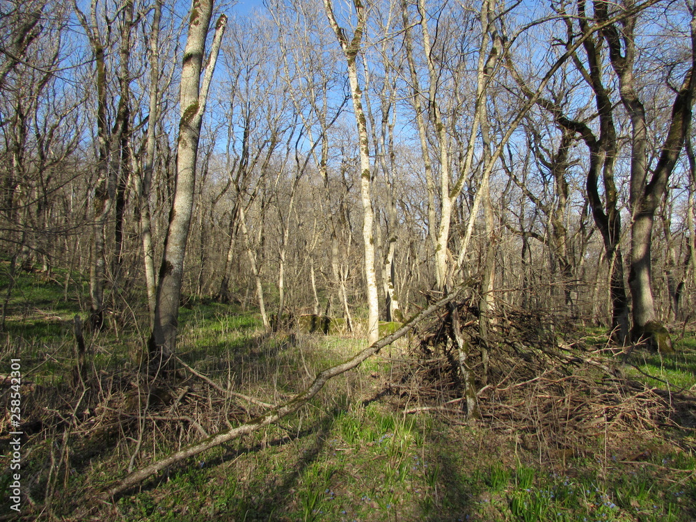 Obraz premium path in the forest