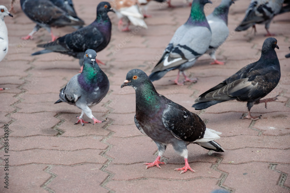 Fototapeta premium Bird dove on the background with grey asphalt 