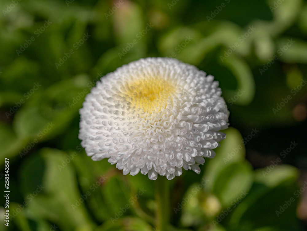 White English daisies - Bellis perennis in spring park. Detailed seasonal natural scene. White English daisies - Bellis perennis in spring park. Detailed seasonal natural scene.