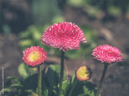 Pink English daisies - Bellis perennis in spring park. Detailed seasonal natural scene.