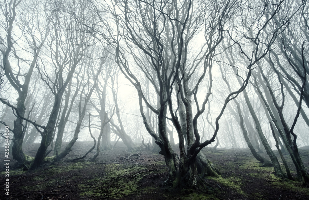 foggy forest foggy forest