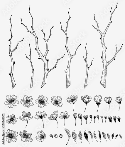 Hand drawn vintage sakura flower and branches illustration set. Botanical graphic element collection for decorations, cards, invitation, prints, posters, tattoo, clothes, t-shirt design.
