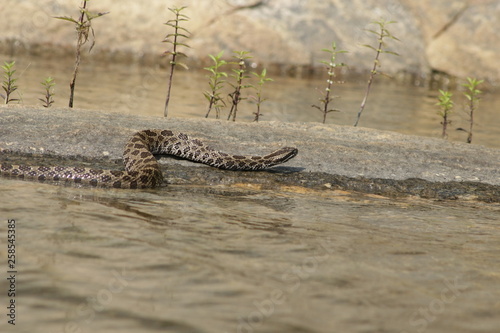 Eastern Massasauga Rattlesnake (Sistrurus catenatus catenatus) from Ontario, Canada photo