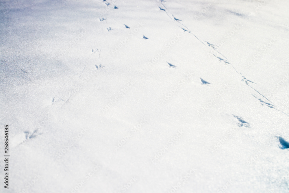 Traces of birds in the snow