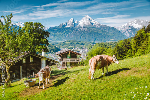 Idyllic alpine scenery with mountain chalets and cow grazing on green meadows in springtime