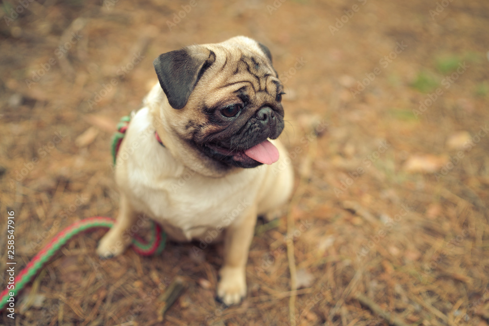 Cute pug dog sitting on ground. From above adorable pug dog sitting on ground in park and looking away Cute pug dog sitting on ground. From above adorable pug dog sitting on ground in park and looking away