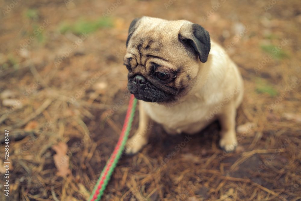 Obraz premium Cute pug dog sitting on ground. From above adorable pug dog sitting on ground in park and looking away