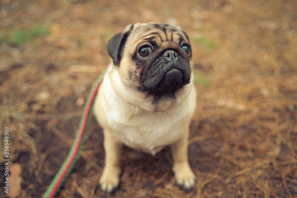 Fototapeta premium Cute pug dog sitting on ground. From above adorable pug dog sitting on ground in park and looking away
