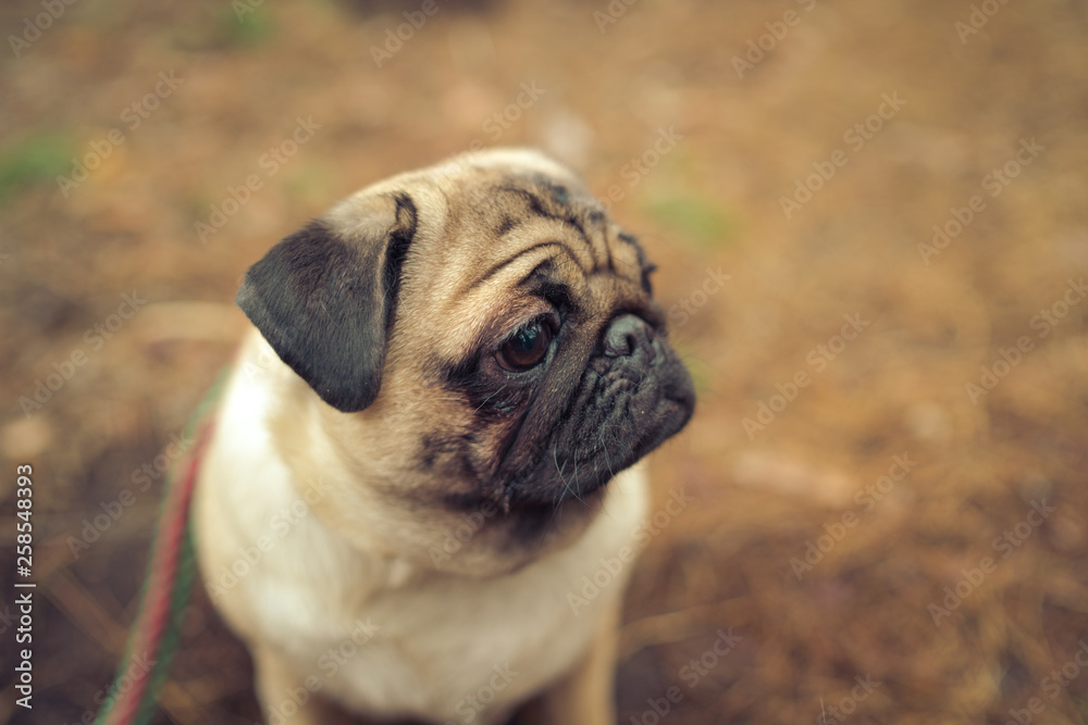 Cute pug dog sitting on ground. From above adorable pug dog sitting on ground in park and looking away
