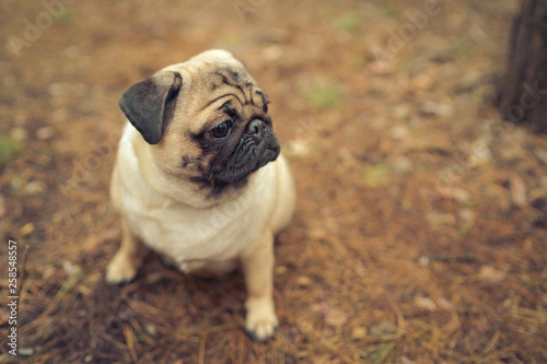 Cute pug dog sitting on ground. From above adorable pug dog sitting on ground in park and looking away