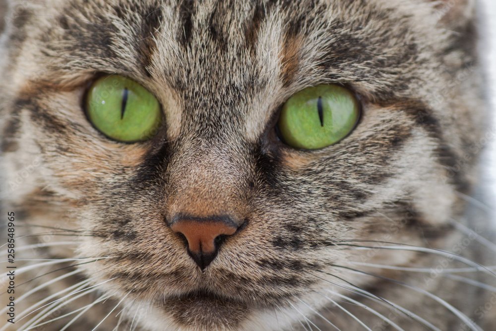 cat with green eyes. Close-up.