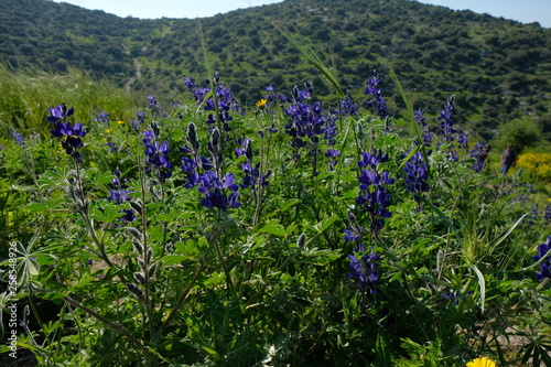 Thickets of lupins