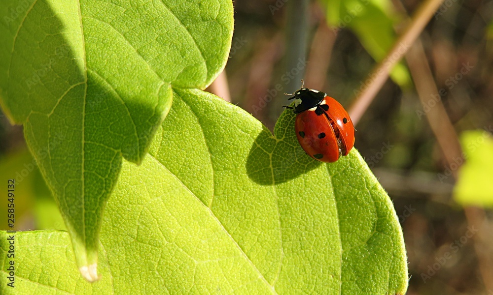 Fototapeta premium Ladybug on light green leaves in the garden, closeup