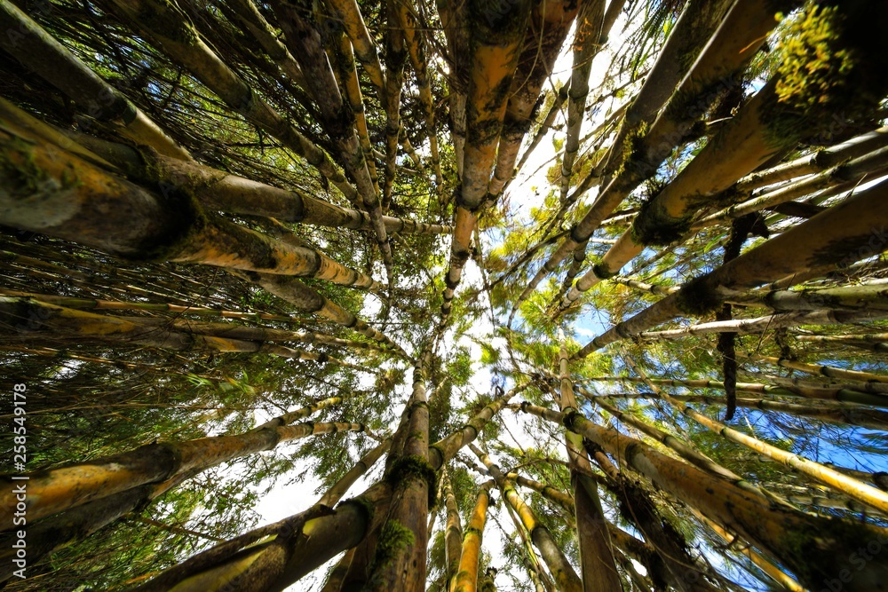 Fototapeta premium parmo de Chingaza-Bogota -colombia