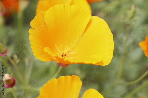 California golden poppy and purple tansy are blooming at Elizabeth Lake near Antelope Valley  CA