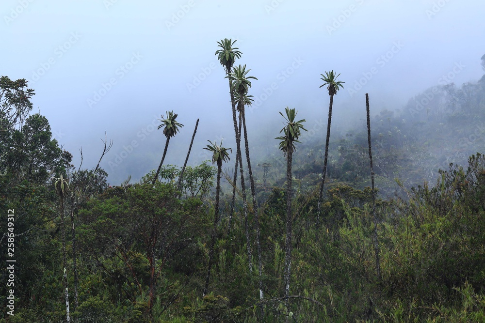 Obraz premium parmo de Chingaza-Bogota -colombia