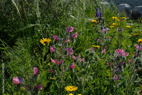 flowers in the garden