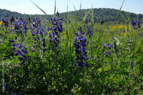 blue flowers in the garden