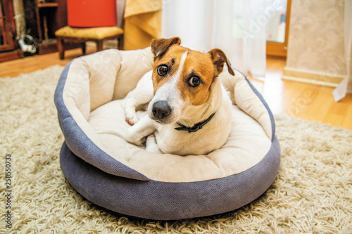Canvastavla Cute dog Jack Russell awoke rests on his stove bench, lies at home