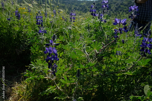 blue flowers in the garden