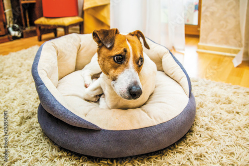 Cute dog Jack Russell awoke rests on his stove bench, lies at home