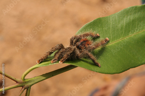 bird-spider on leaf taking sun