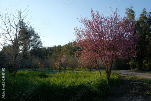 tree in spring
