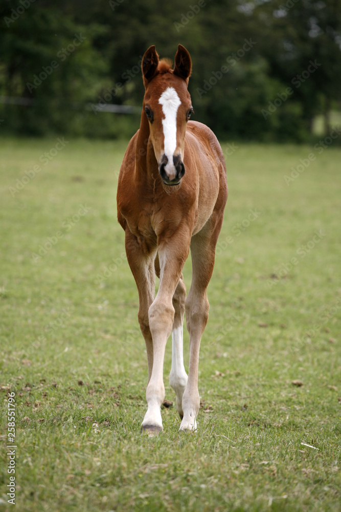 Fototapeta premium Young colt having fun in spring green field