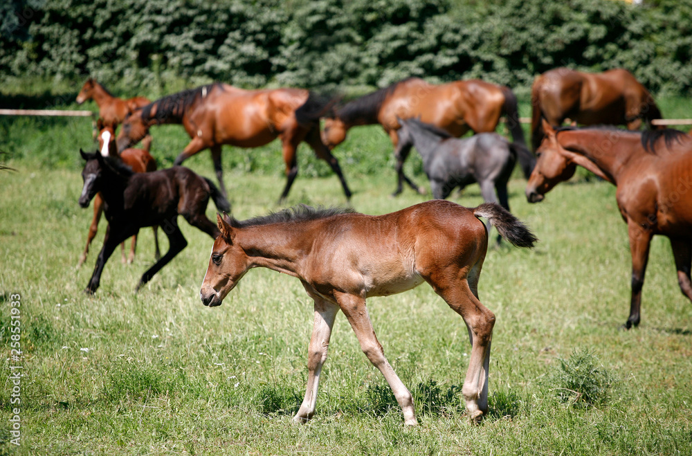 Foals and mares graze together on meadow summertime Foals and mares graze together on meadow summertime