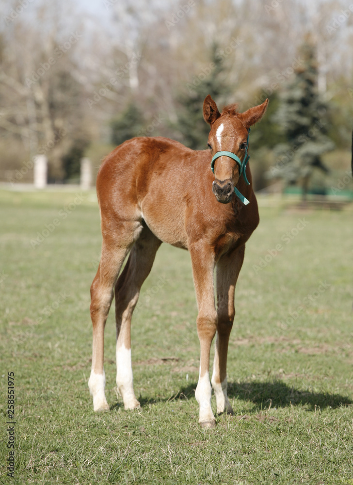 Fototapeta premium Young colt having fun in spring green field