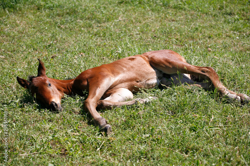 Young colt having fun in spring green field © acceptfoto