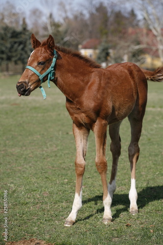 Young colt having fun in spring green field