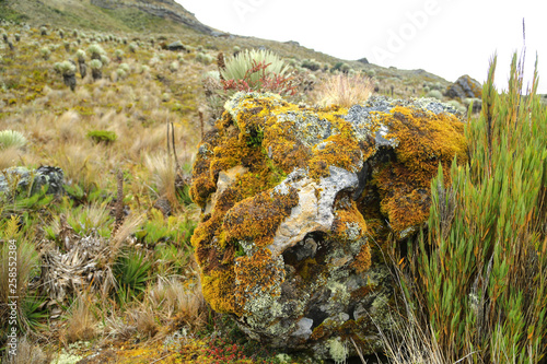 PARAMO DE SUMAPAZ-BOGOTA-COLOMBIA