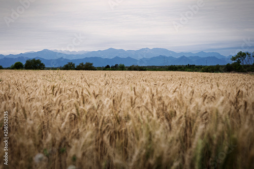 Sierra Madre Mountain Range, Northern Mexico photo