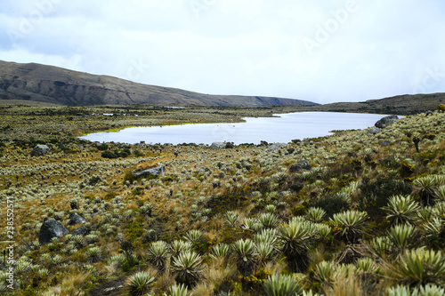 PARAMO DE SUMAPAZ-BOGOTA-COLOMBIA photo