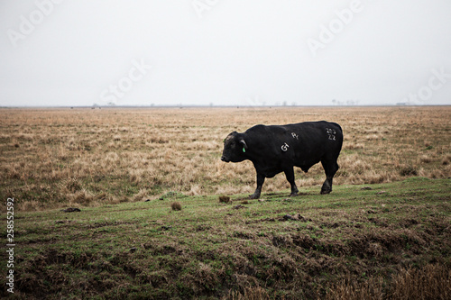 Bull Taking a Stroll  Southeast Texas
