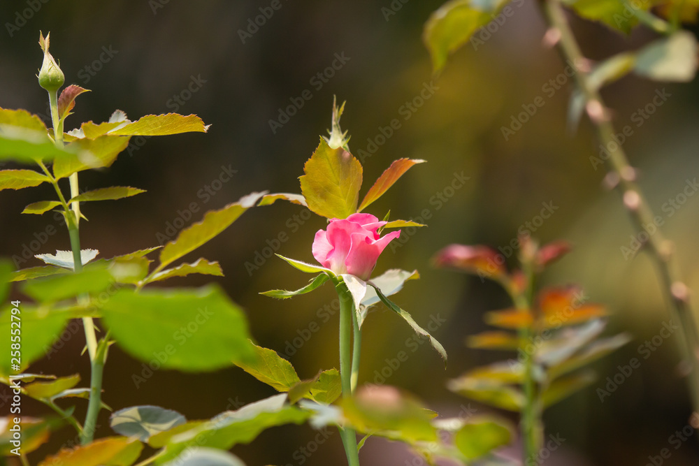 Pink rose flower with green leaf Pink rose flower with green leaf
