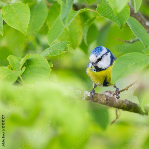 blue tit bird (parus caeruleus) in green foliage with caterpillar in beak