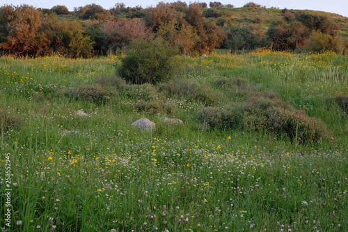 meadow with flowers