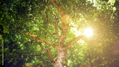 Sonnenlicht im Kastanienbaum