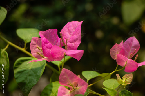 Pink  Bougainvillea flower