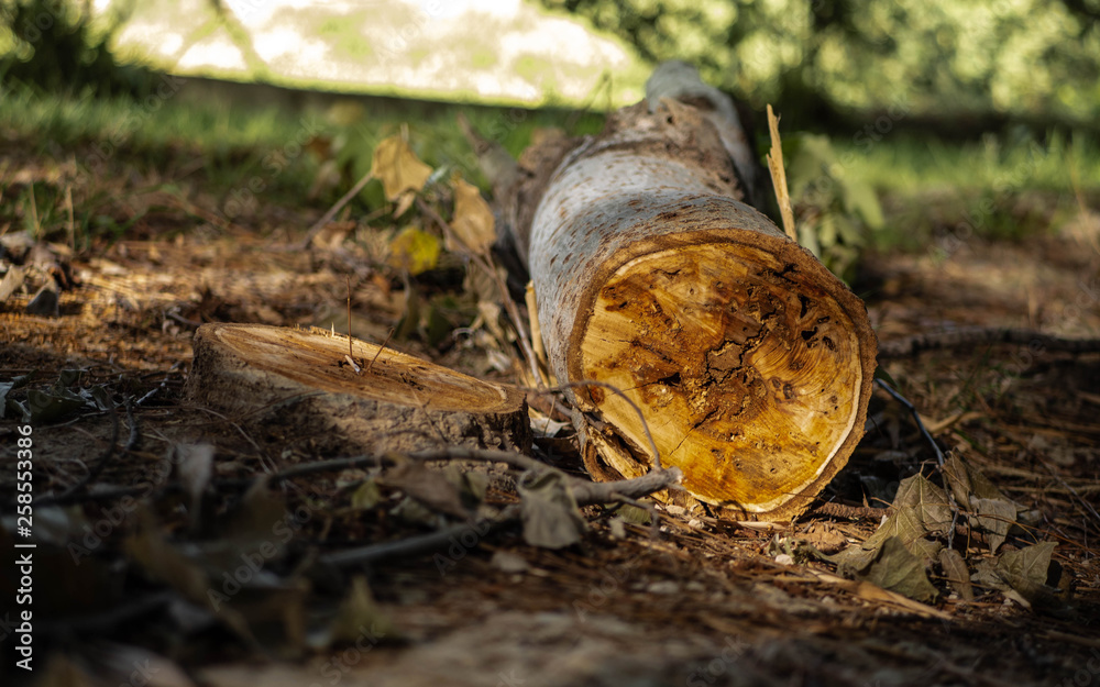 Obraz premium Wood choped on the floor