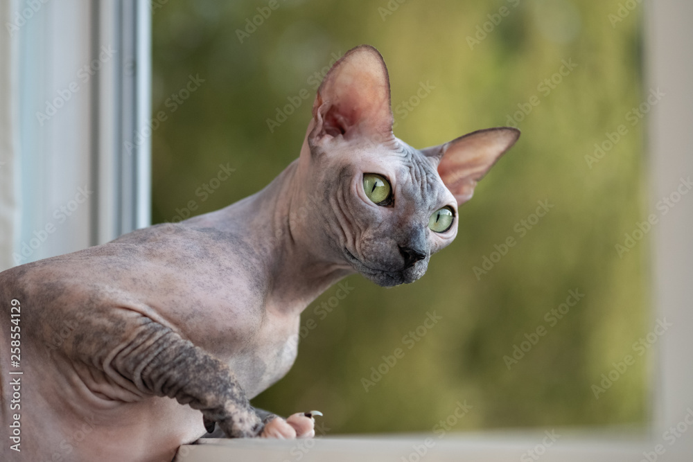 Sphynx cat sits in the window and looks interested on the street