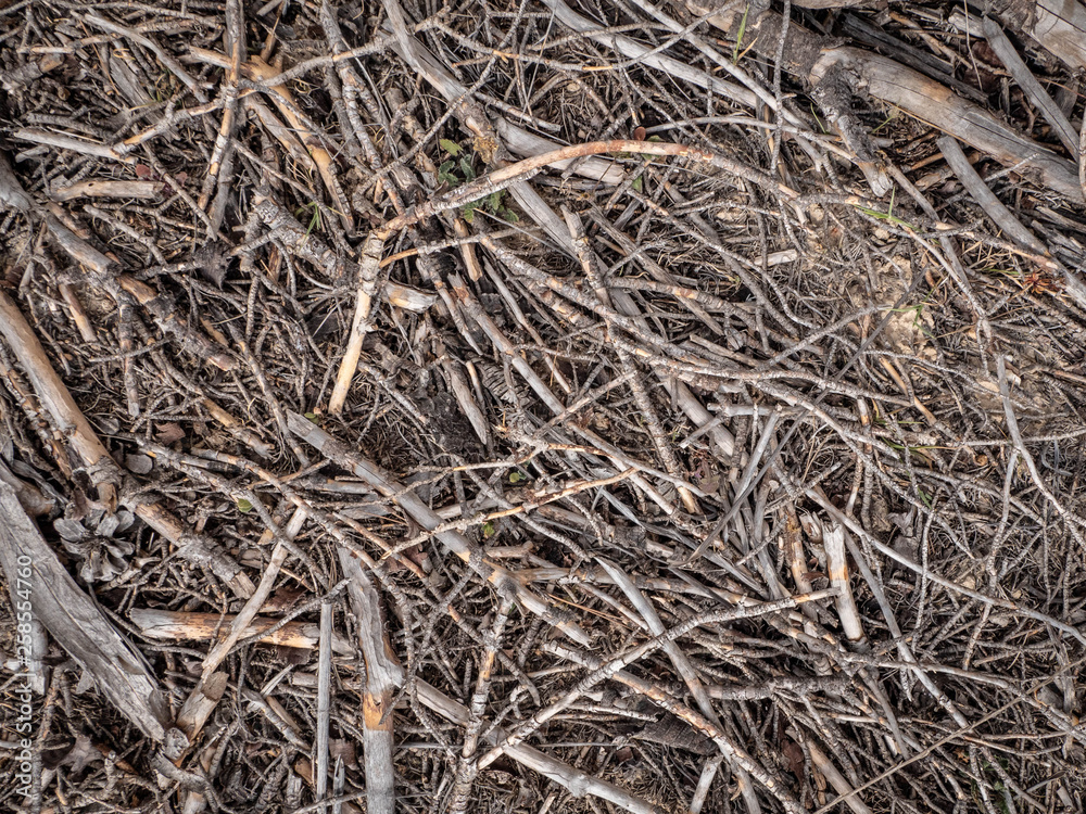 Dry branches pattern texture Dry branches pattern texture