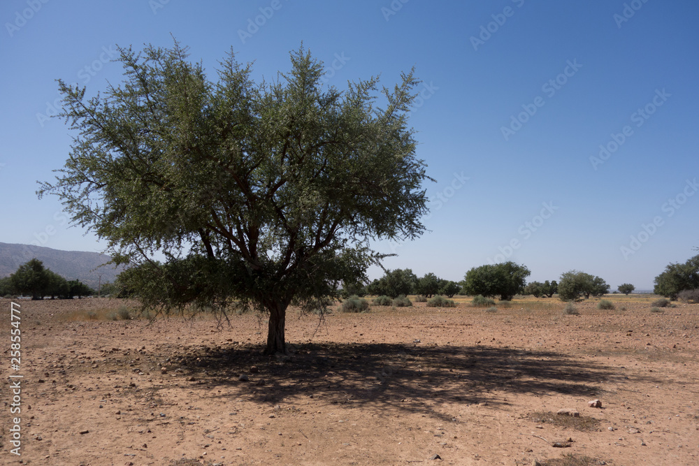 Arganbaum oder Arganie Marokko